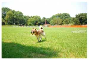 photo:harucamera 2nd anniversary 写真展