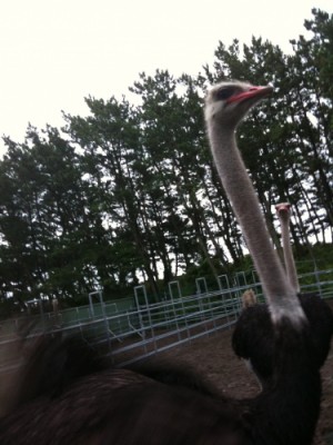 photo:Ostrich ranch !