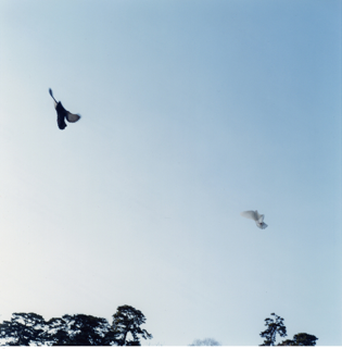 Rinko Kawauchi